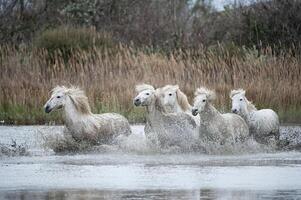 camarga caballos corriendo en un pantano, bocas du Ródano, Francia foto