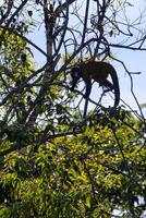 Red Nosed Bearded Saki, Chiropotes albinasus, Amazon basin, Brazil photo