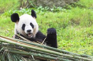gigante panda, ailuropoda melanoleuca, chengdú, sichuan, China foto
