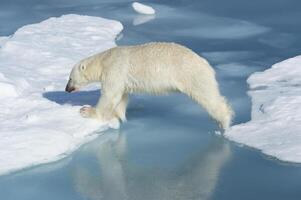 Male Polar Bear, Ursus maritimus, with blood on his nose and leg jumping over ice floes and blue water, Spitsbergen Island, Svalbard archipelago, Norway, Europe photo