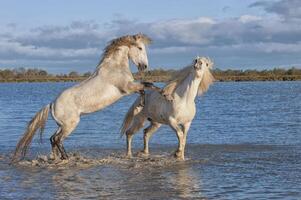 camarga caballos sementales luchando en el agua, bocas du Ródano, Francia foto