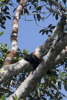 negro con membrete uakari, cacajao melanocefalia, Amazonas cuenca, Brasil foto