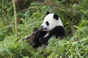 dos años Envejecido joven gigante panda, ailuropoda melanoleuca, chengdú, sichuan, China foto