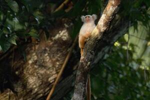 Golden white tassel ear marmoset, Mico chrysoleucos, Amazon basin, Brazil photo