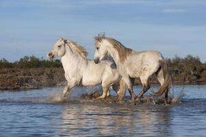 camarga caballos sementales luchando en el agua, bocas du Ródano, Francia foto