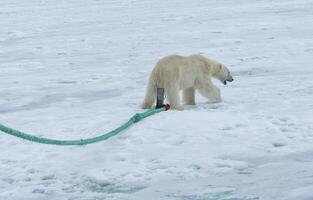Polar Bear, Ursus maritimus, inspecting the pole of an expedition ship, Svalbard Archipelago, Norway photo