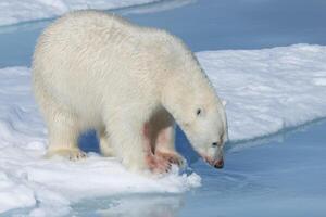 masculino polar oso, ursus marítimo, con sangre en su nariz y pierna en hielo témpano de hielo y azul agua, Spitsbergen isla, Svalbard archipiélago, Noruega, Europa foto