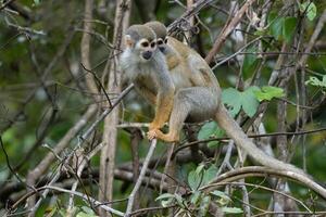 Golden-backed squirrel monkey, Saimiri ustus, carrying a juvenile on the back, Amazon basin, Brazil photo