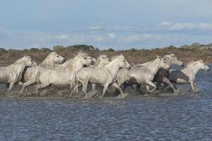 camarga caballos corriendo en el agua, bocas du Ródano, Francia foto