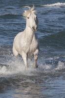 Camargue horse running in the water, Bouches du Rhone, France photo