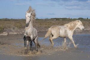 Camargue horses stallions fighting in the water, Bouches du Rhone, France photo