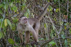 blanco enfrentado capucho, cebus albifrones, Amazonas cuenca, Brasil foto