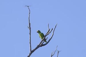 Tui Parakeet, Brotogeris sanctithomae, Amazon Basin, Brazil photo