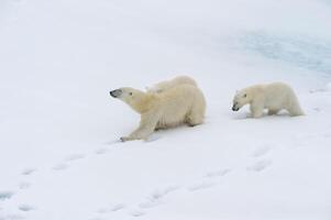 Mother polar bear, Ursus maritimus, walking with two cubs on a melting ice floe, Spitsbergen Island, Svalbard archipelago, Norway, Europe photo