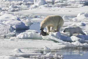 Female Polar bear, Ursus maritimus, dragging a ringed seal, Pusa hispida or phoca hispida, and accompanied by one cub, Svalbard Archipelago, Barents Sea, Norway photo