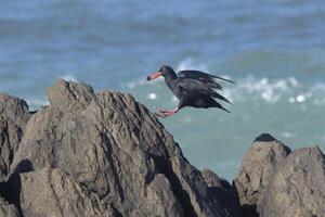 African oystercatcher, Haematopus moquini, flying over rocks, Cape Town, South Africa photo