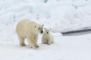 hembra polar oso, ursus marítimo, y cachorro, Svalbard archipiélago, Barents mar, Noruega foto