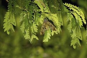 Hawk moth, Sphingidae family, Amazon basin, Brazil photo