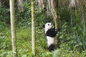 Two years aged young giant Panda, Ailuropoda melanoleuca, Chengdu, Sichuan, China photo