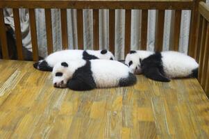 Baby Pandas, Ailuropoda melanoleuca, Chengdu, Sichuan, China photo