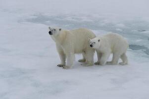 Mother polar bear, Ursus maritimus, walking with a cub on a melting ice floe, Spitsbergen Island, Svalbard archipelago, Norway, Europe photo