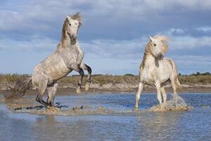 Camargue horses stallions fighting in the water, Bouches du Rhone, France photo