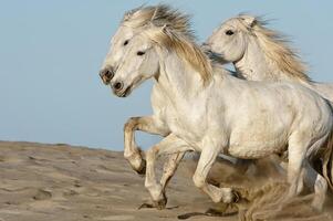 Camargue horses running on the beach, Bouches du Rhone, France photo