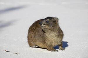 hirax, procavia capensis, en blanco arena, roca s playa, capa ciudad, sur África foto