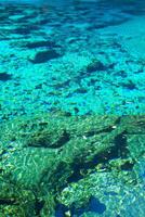 Five-Coloured pool, Jiuzhaigou National Park, Sichuan Province, China, Unesco World Heritage Site photo