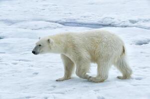Polar Bear, Ursus maritimus, walking over pack ice, Svalbard Archipelago, Norway photo