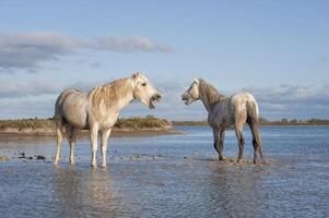 camarga caballos sementales luchando en el agua, bocas du Ródano, Francia foto