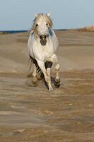 Camargue horse running on the beach, Bouches du Rhone, France photo