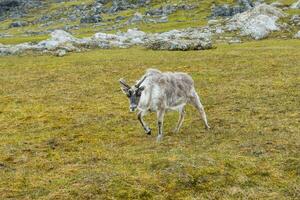 Svalbard reno, rango tarandus platirrinco, en el tundra, Spitsbergen isla, Svalbard archipiélago, Noruega foto