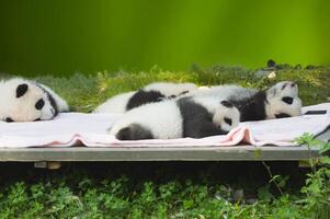 Baby Pandas, Ailuropoda melanoleuca, Chengdu, Sichuan, China photo