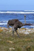 Female African ostrich, Struthio camelus australis, on the Atlantic Ocean shore, Cape of Good Hope, Cape Town, South Africa photo