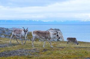 Svalbard Reindeers, Rangifer tarandus platyrhynchus, in the tundra, Spitsbergen Island, Svalbard archipelago, Norway photo