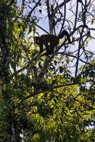 Red Nosed Bearded Saki, Chiropotes albinasus, Amazon basin, Brazil photo