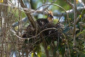 Nesting Hoatzin, Opisthocomus hoazin, Amazon Basin, Brazil photo