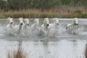 camarga caballos corriendo en un pantano, bocas du Ródano, Francia foto