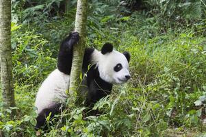 Two years aged young giant Panda, Ailuropoda melanoleuca, Chengdu, Sichuan, China photo