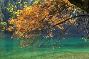 Panda Lake, Jiuzhaigou National Park, Sichuan Province, China, Unesco World Heritage Site photo