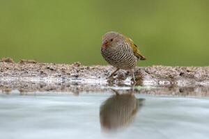 Female Green winged pytilia, Pytilia melba, on a  waterhole, Kwazulu Natal Province, South Africa photo