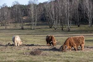 brown highland cattle grazing in the winter sun photo