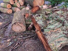 felled old tree trunks photo