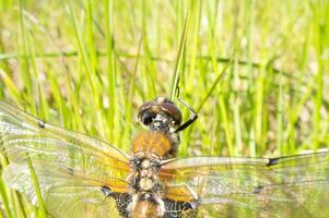 Dragonfly in the green grass. Macro shot of an insect in nature. Animal photo