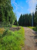 Forest path overgrown with grass. Heather at the edge of the path. Trees and forest photo