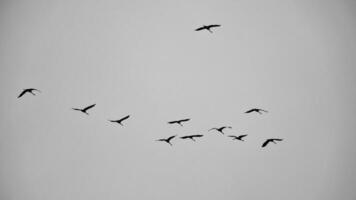 Crane group in the sky in V formation. Migratory birds on their return journey photo