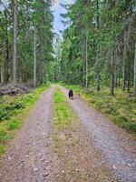 Forest path with trees at the edge. Dog on a walk. Landscape photo from Sweden