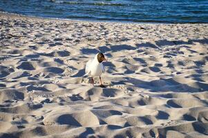 Gaviota en el playa de gusto pájaro camina el playa en frente de el báltico mar foto