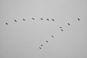 Cranes fly in V formation in the sky. Migratory birds on the Darss. black white photo